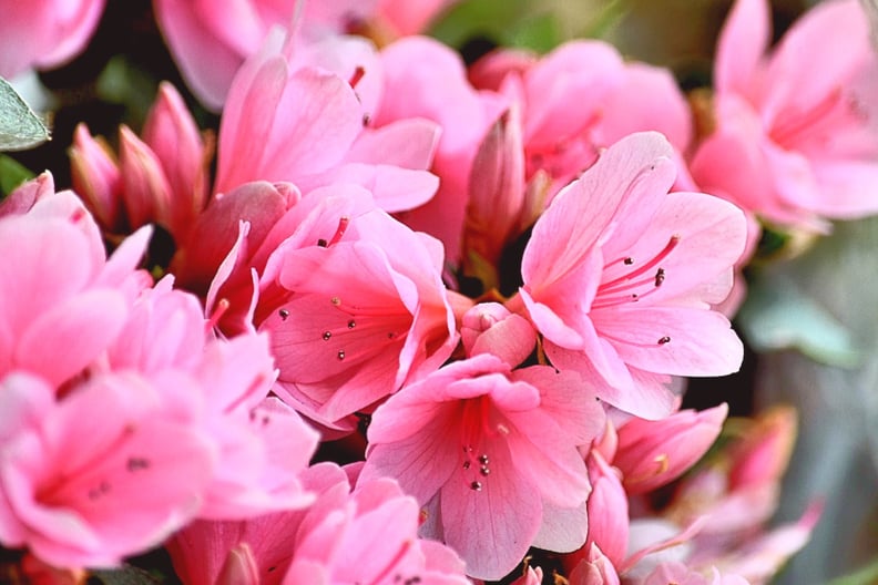 Rhododendrons