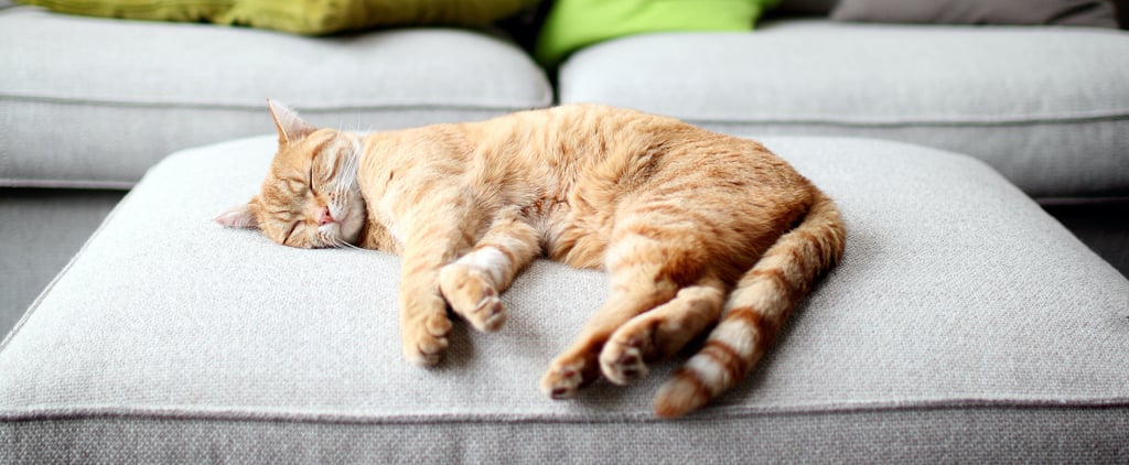 Why Does My Cat Twitch in Its Sleep?