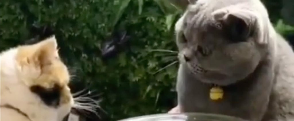Cat Protecting Goldfish From Hungry Brother Video