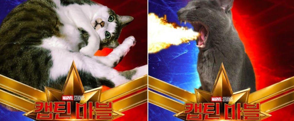 Captain Marvel Cat Photoshop Tweets