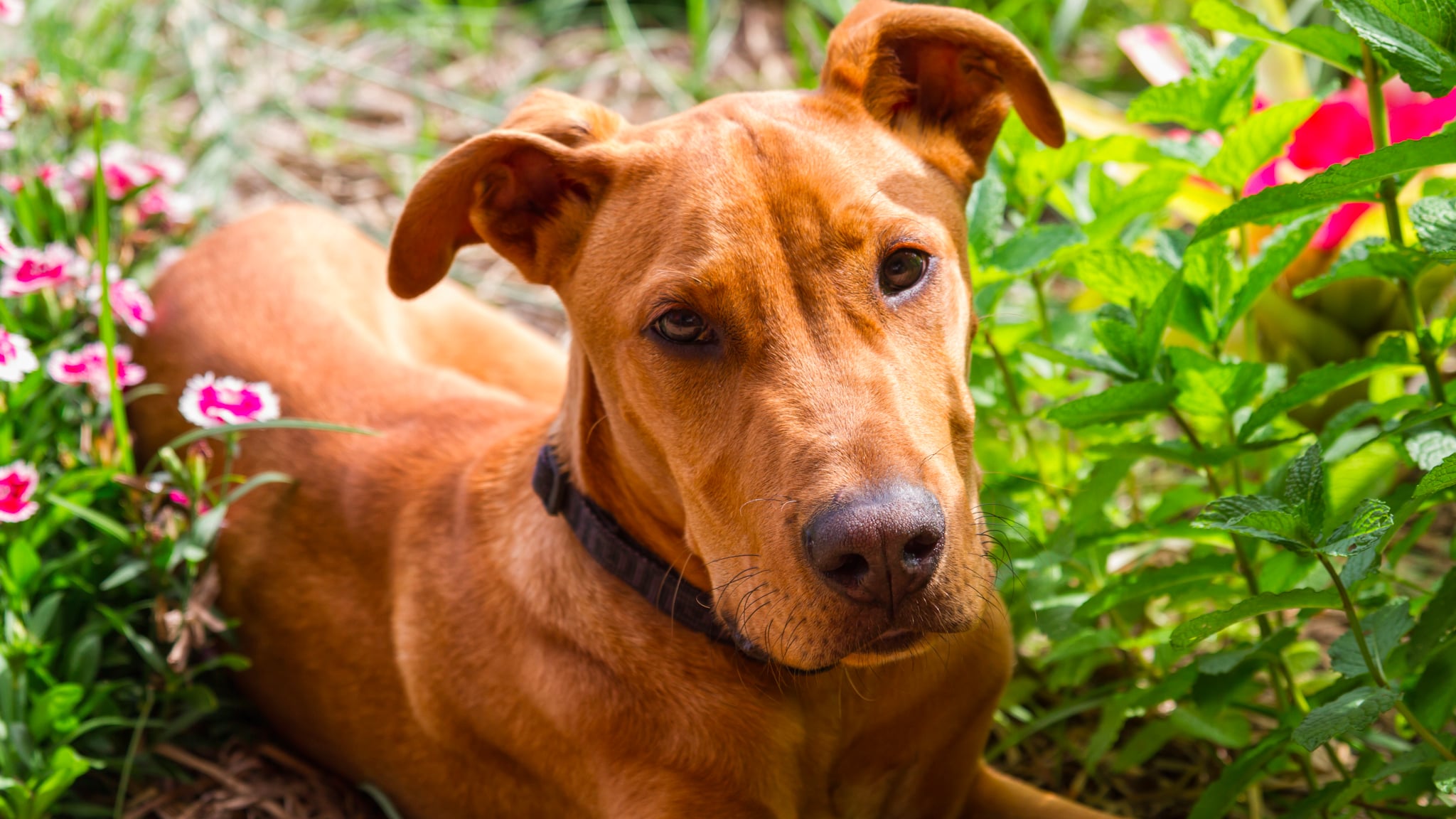 How to PetProof Your Garden POPSUGAR Pets