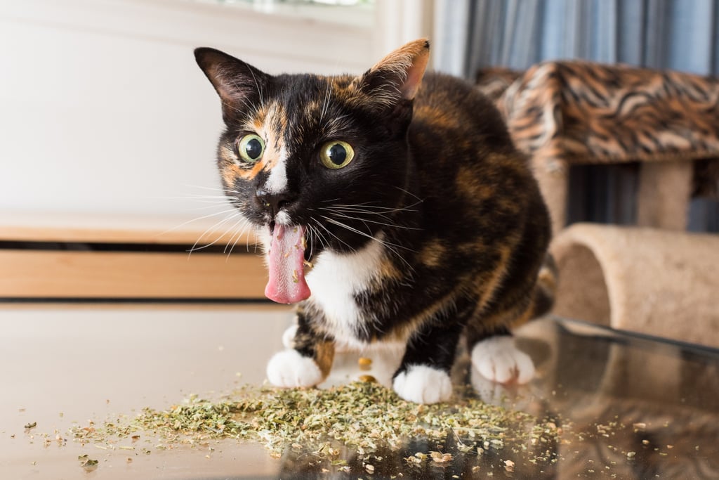 Cats on Catnip Photo Series