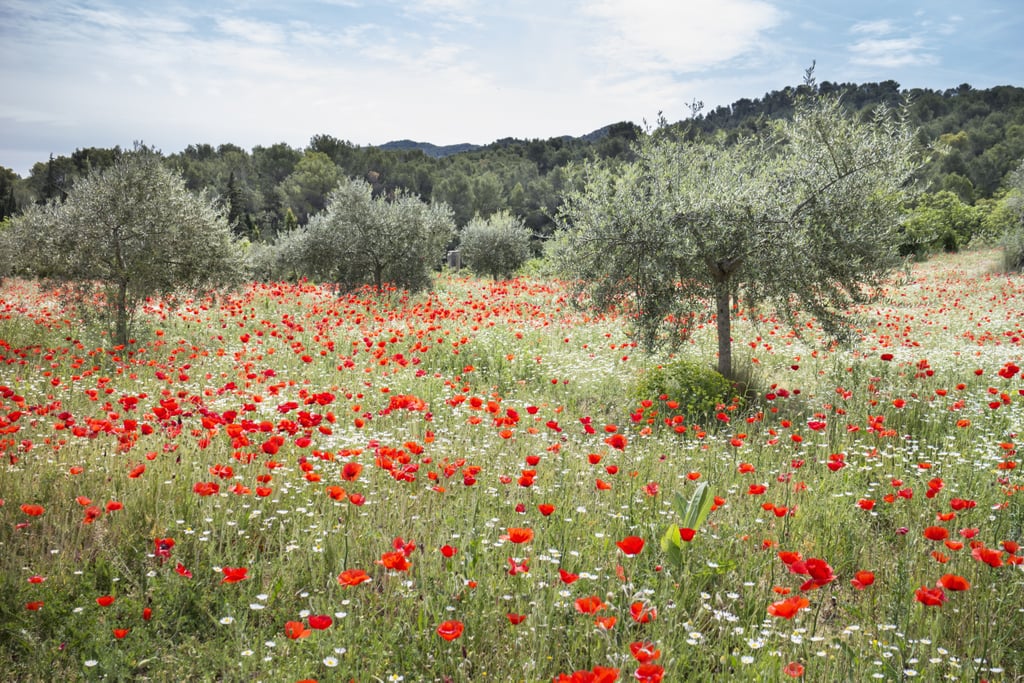 Best Places to See Spring Flowers