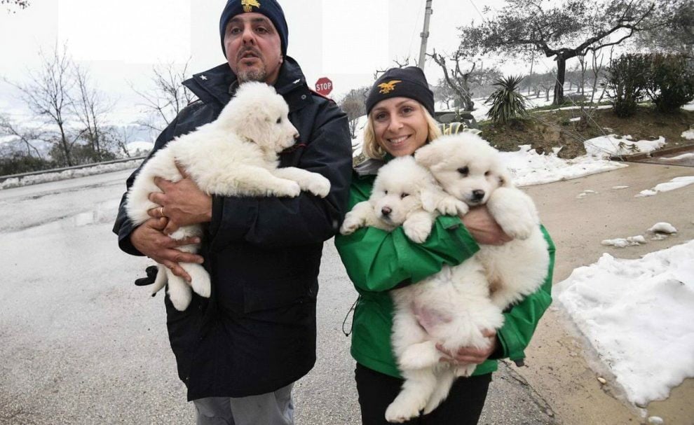 puppies rescued in italy puppies rescued from avalanche in italy popsugar pets photo 3 puppies rescued in italy puppies rescued from avalanche in italy popsugar pets photo 3
