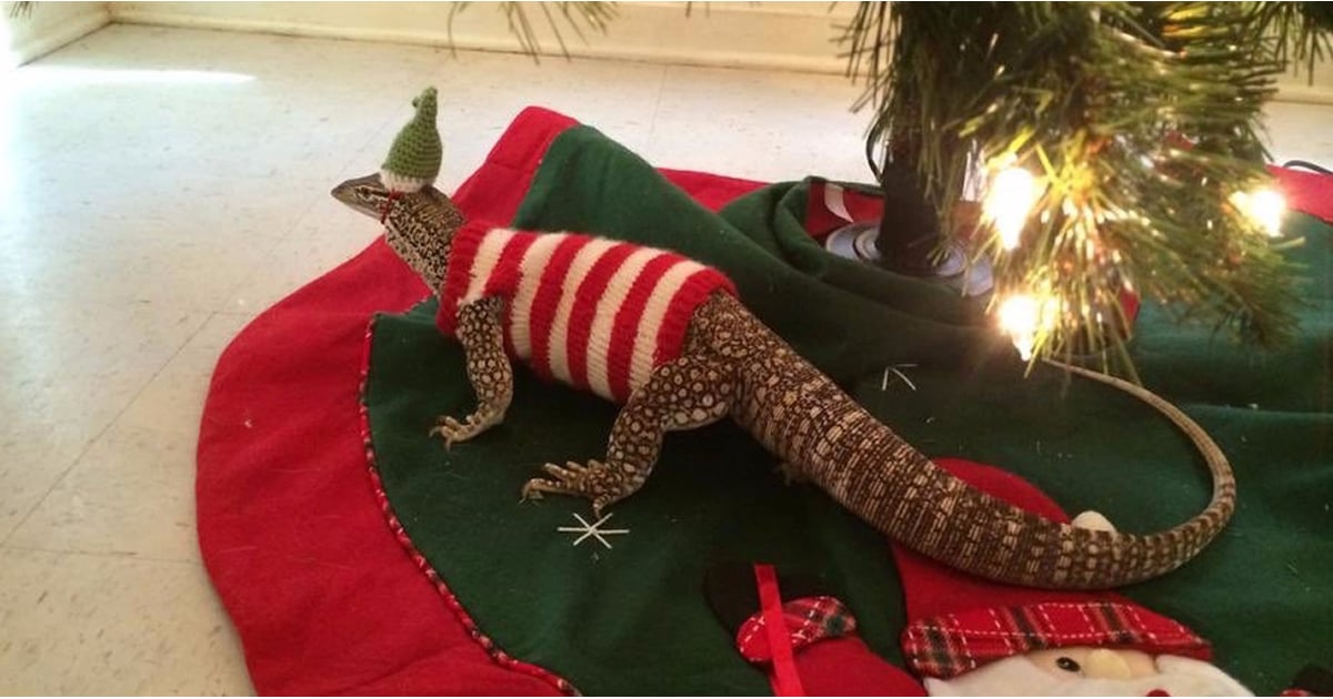 Lizard in Christmas Outfit POPSUGAR Pets