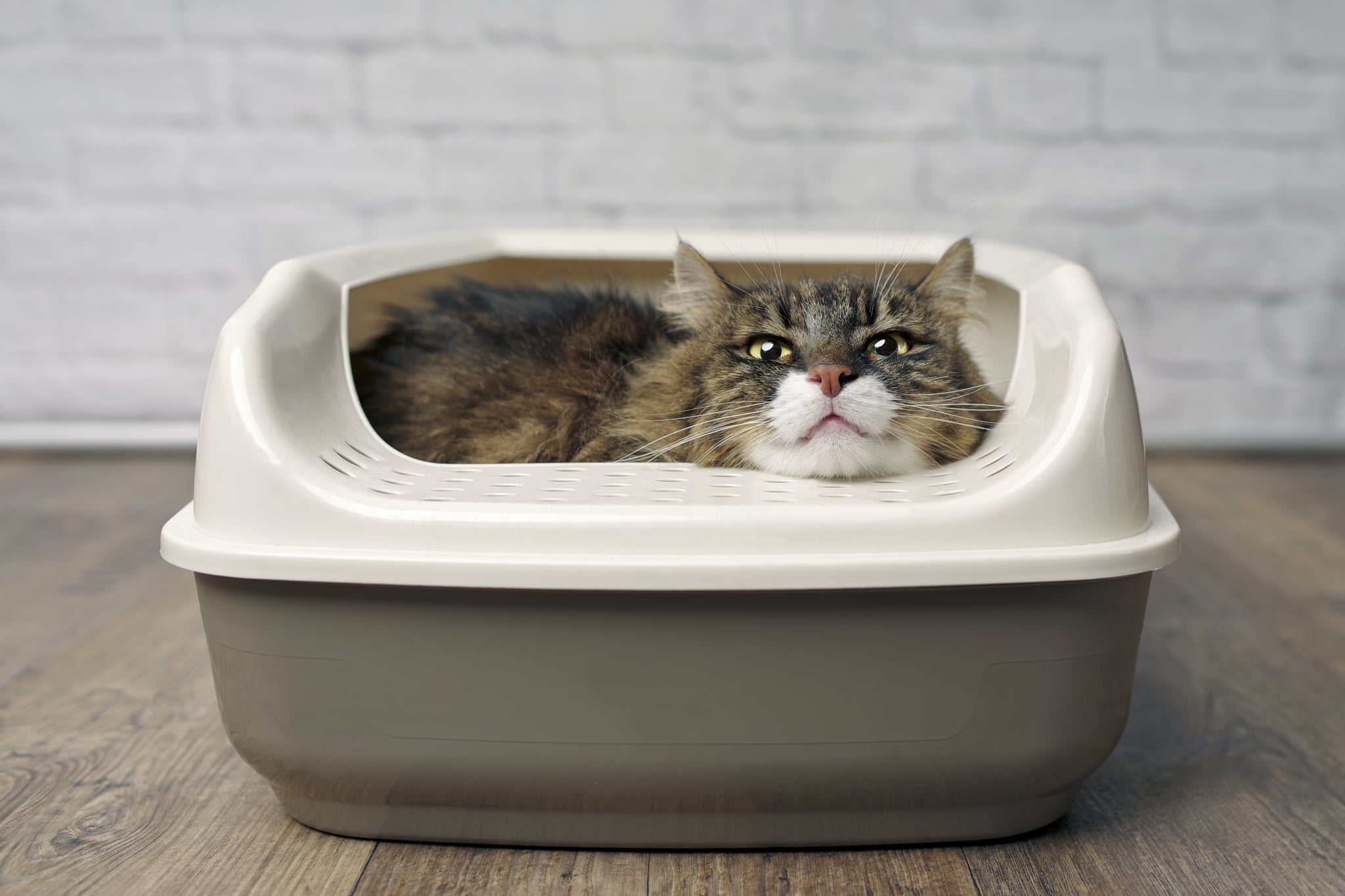 Why Is My Cat Sitting in the Litter Box? POPSUGAR Pets