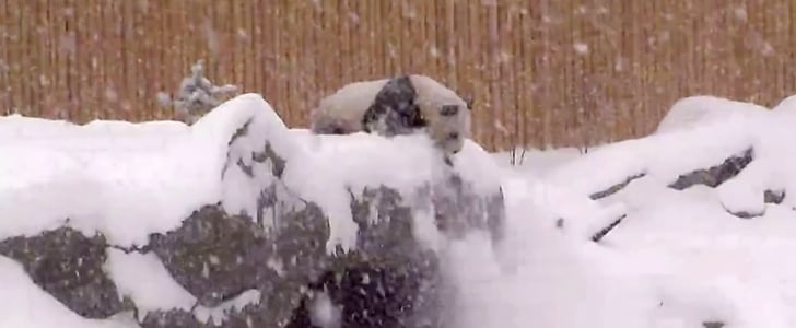 Panda Bear Falls at Toronto Zoo | Video and GIF