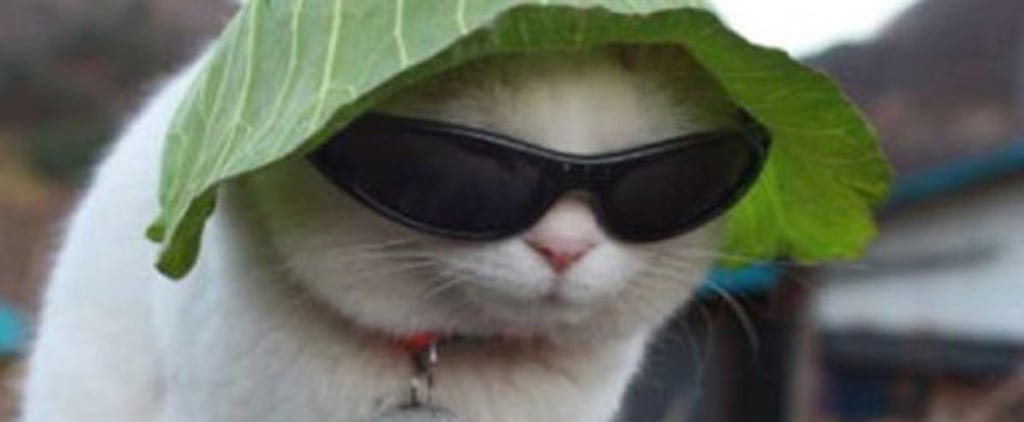 Brussels Lockdown With Cats
