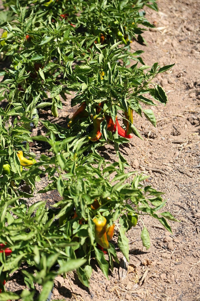 CrossPollination Can Happen Easily Gardening Tips For Beginners