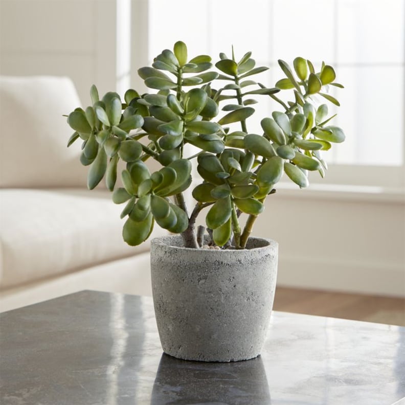 Get the Look: Potted Artificial Jade Plant
