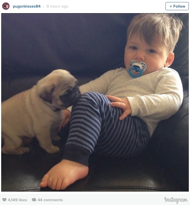 Toddler and Pugs Instagram