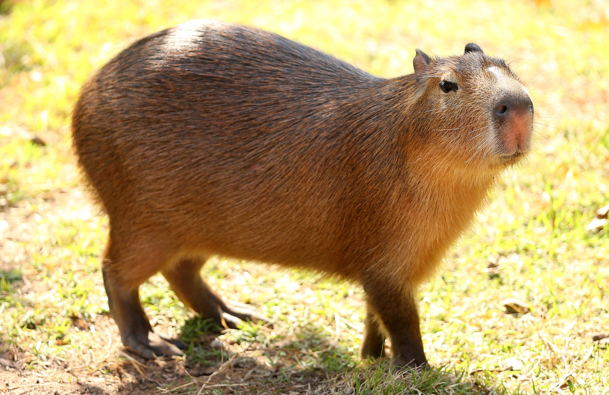 Signe Capybara personnalisé, Capybara Night Light, Capybara LED