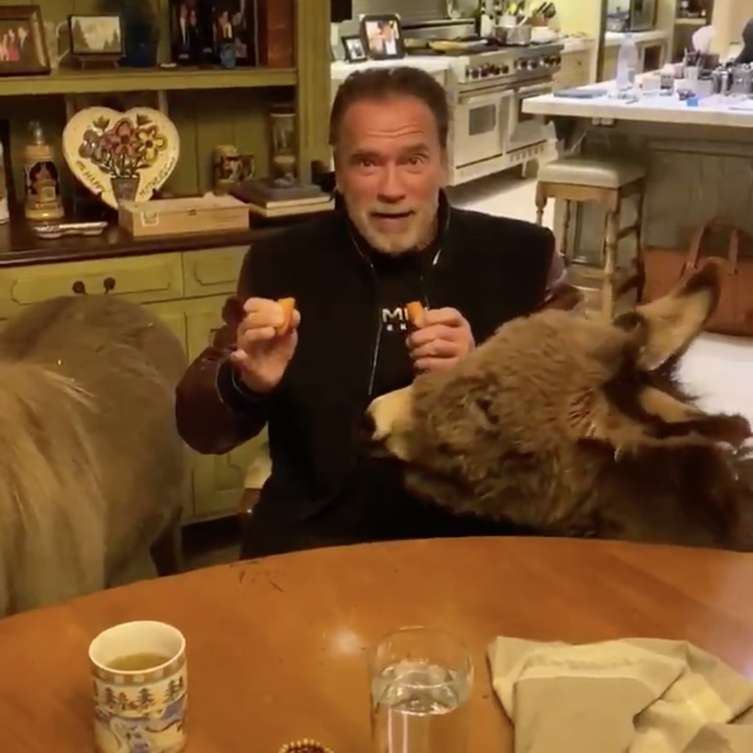 Arnold Schwarzenegger Self Isolation Video With Pets Popsugar
