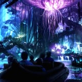 Pandora Avatar Land in Disney's Animal Kingdom