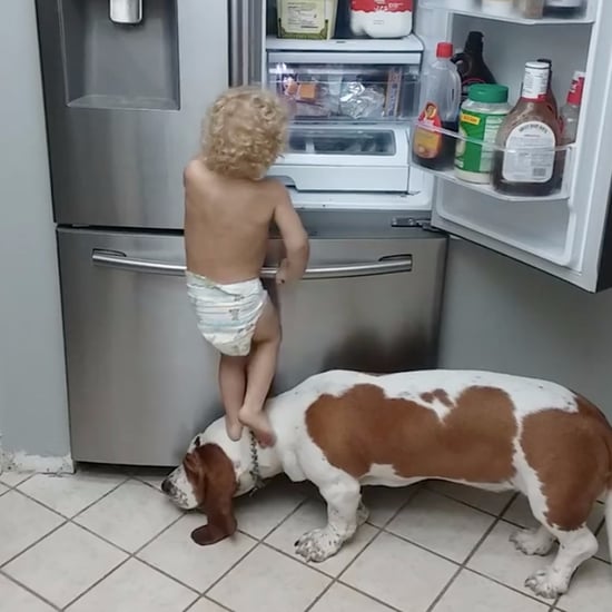 Toddler Using Dog to Open Fridge Video