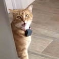 Someone Recorded Their Cat Saying "Well, Hi!" in a Southern Accent, and I've Watched It 67 Times