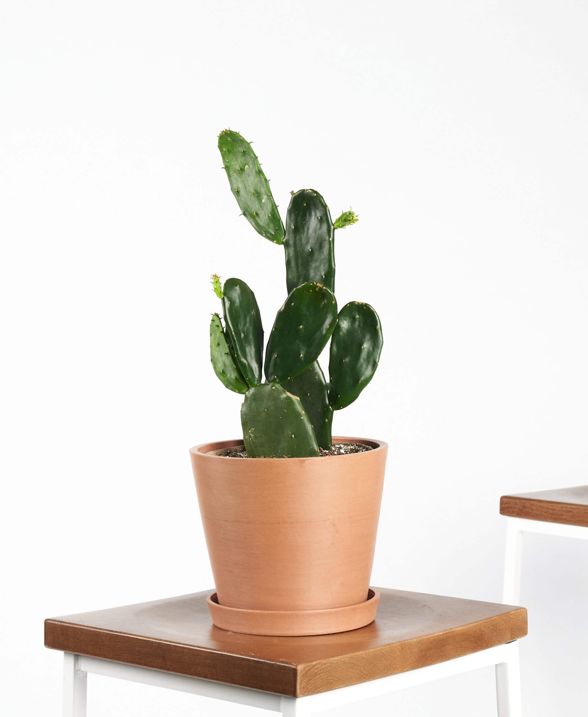 Potted Prickly Pear Cactus Indoor Plant 17 Indoor Plants That Ll Add Fresh Air And Joy Into Any Home Delivered To Your Doorstep Popsugar Home Photo 10
