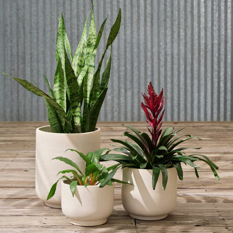 Cute Planters: The Citizenry Paseo Planters