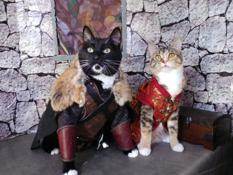 Cats Cosplaying as Jon Snow and Tyrion Lannister