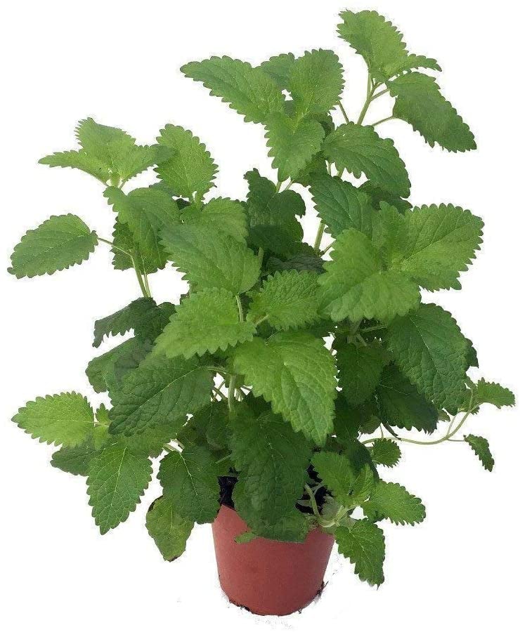 Catnip Plant