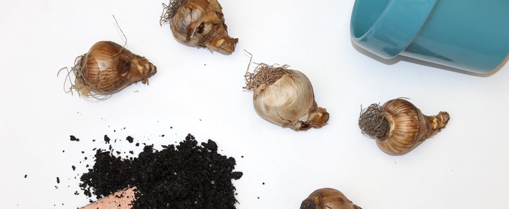 The Perfect Time to Plant Spring Bulbs Is NOT When You're Expecting