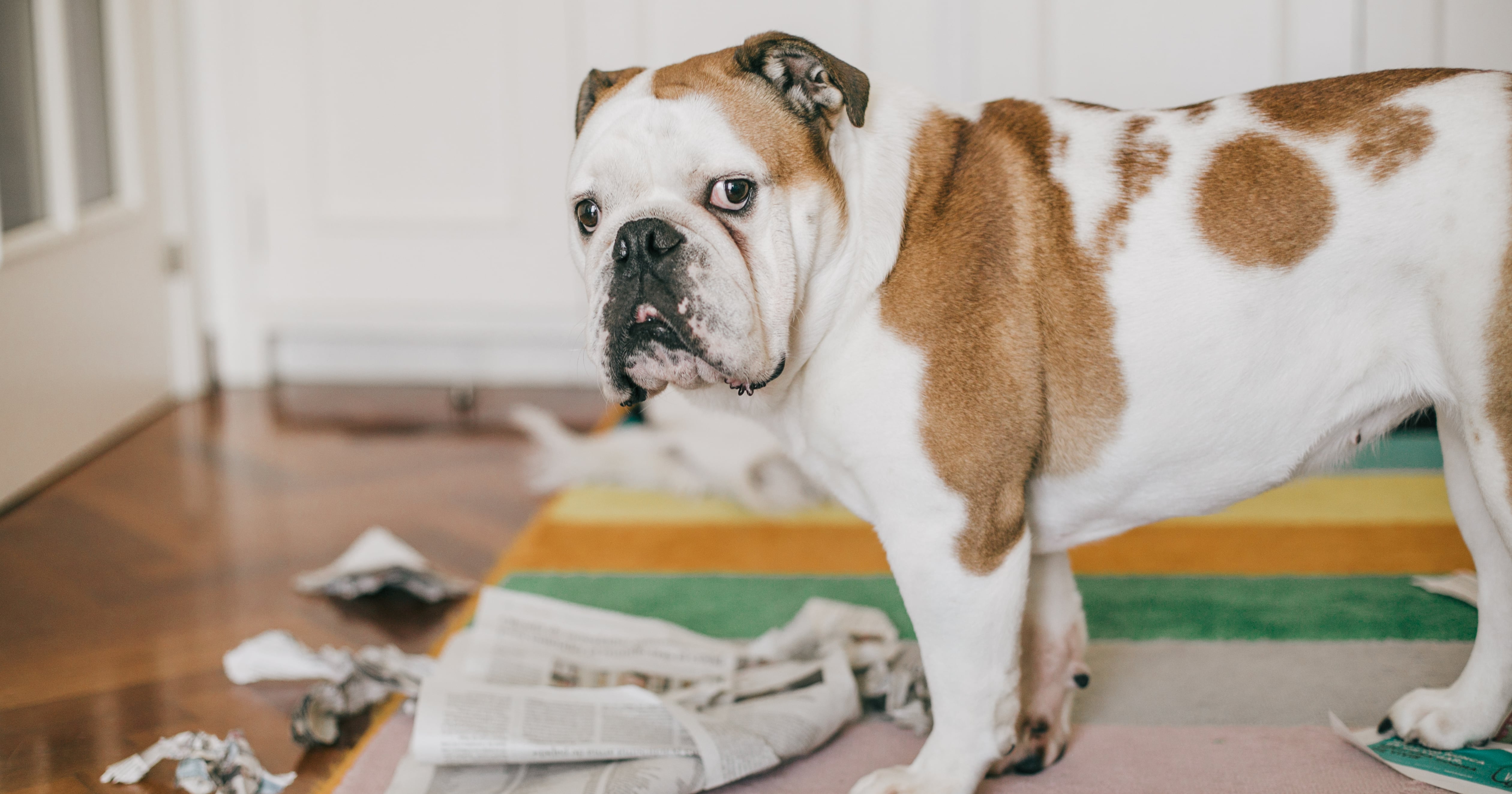 How Postpartum Pet Aversion Changes Your Relationship With Your Furry Friends