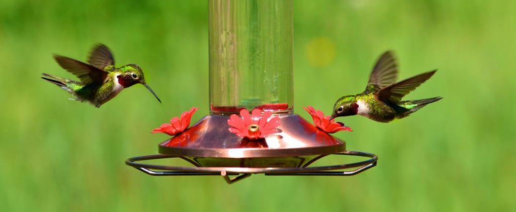 Modern Hummingbird Feeders | 2022