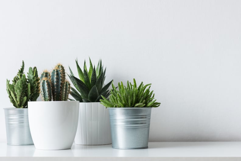 Paint the Words "Sorry For Being a Prick" on a Potted Cactus