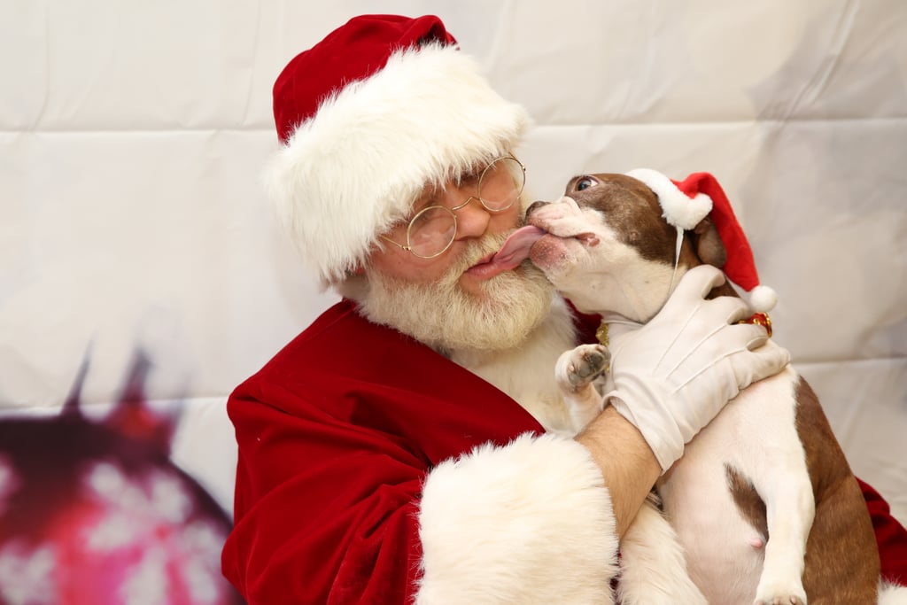 Pets Meeting Santa