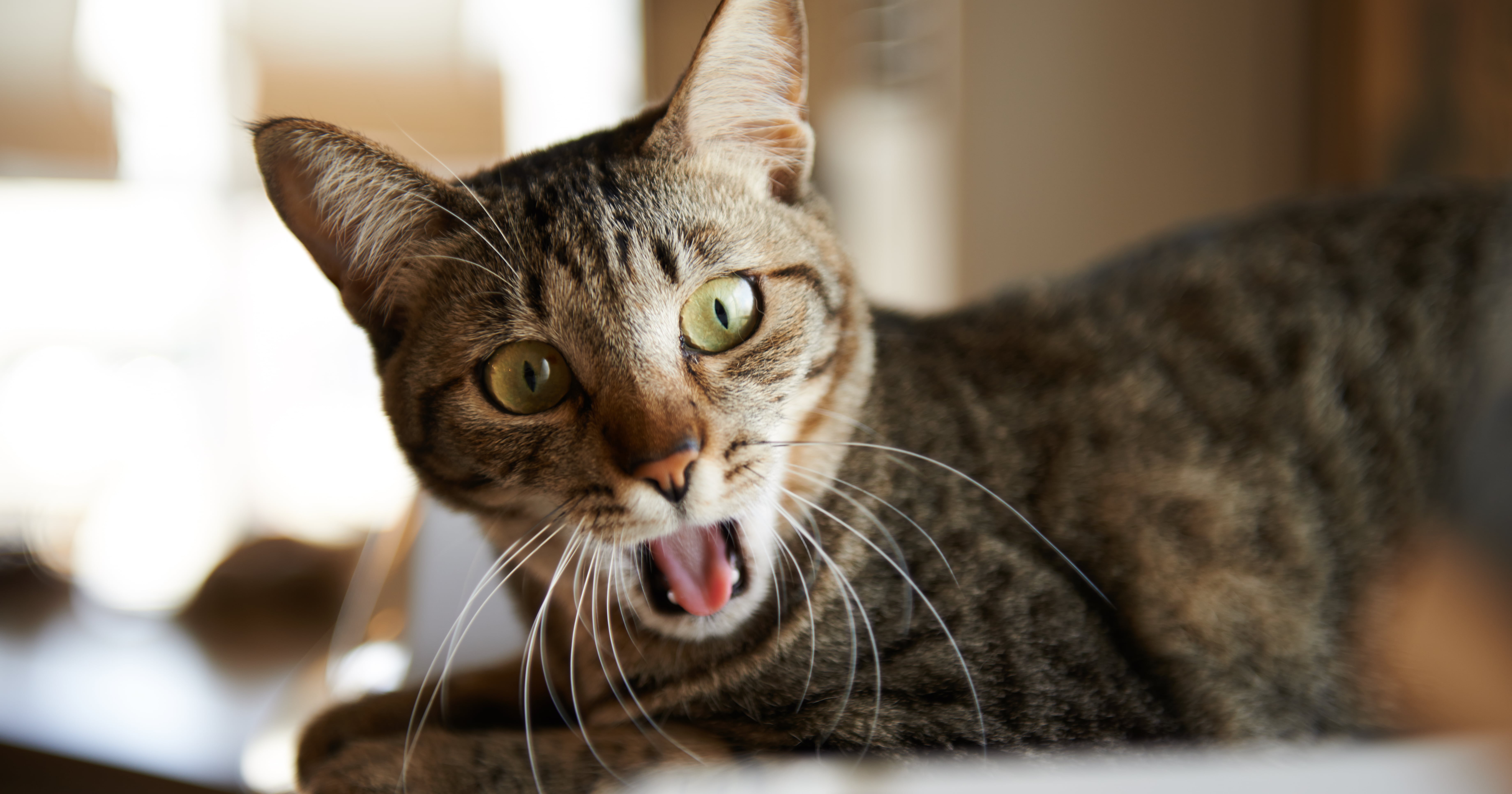 Why Does My Cat Cough and Not Bring Up a Hairball? POPSUGAR Pets