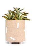 Leif Dash Planter