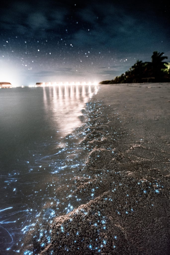 sea of stars tourist attraction in the maldives