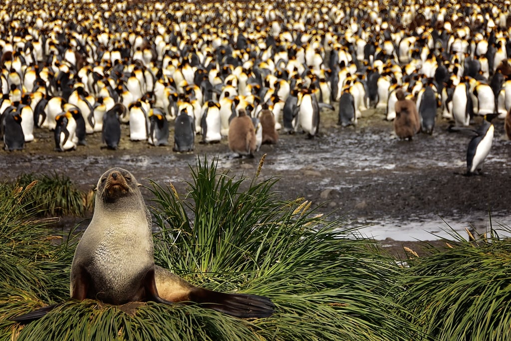 Antarctica King Penguins