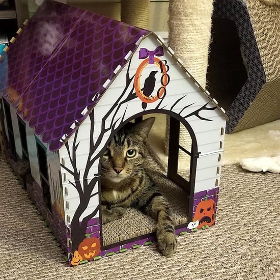 Aldi's Selling Halloween Cat Houses For Just $8