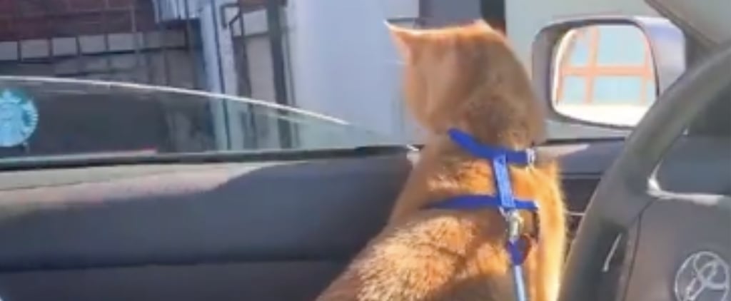 Please Watch a Cat Named Cheeseburger Get a Tiny Cup of Milk From a Starbucks Drive-Through