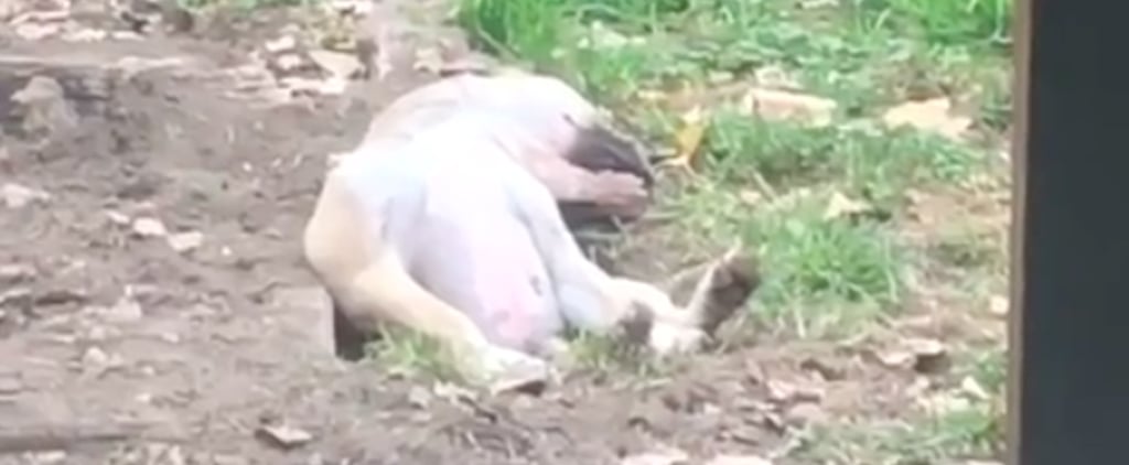 Video of a Dog Sleeping in a Hole It Dug