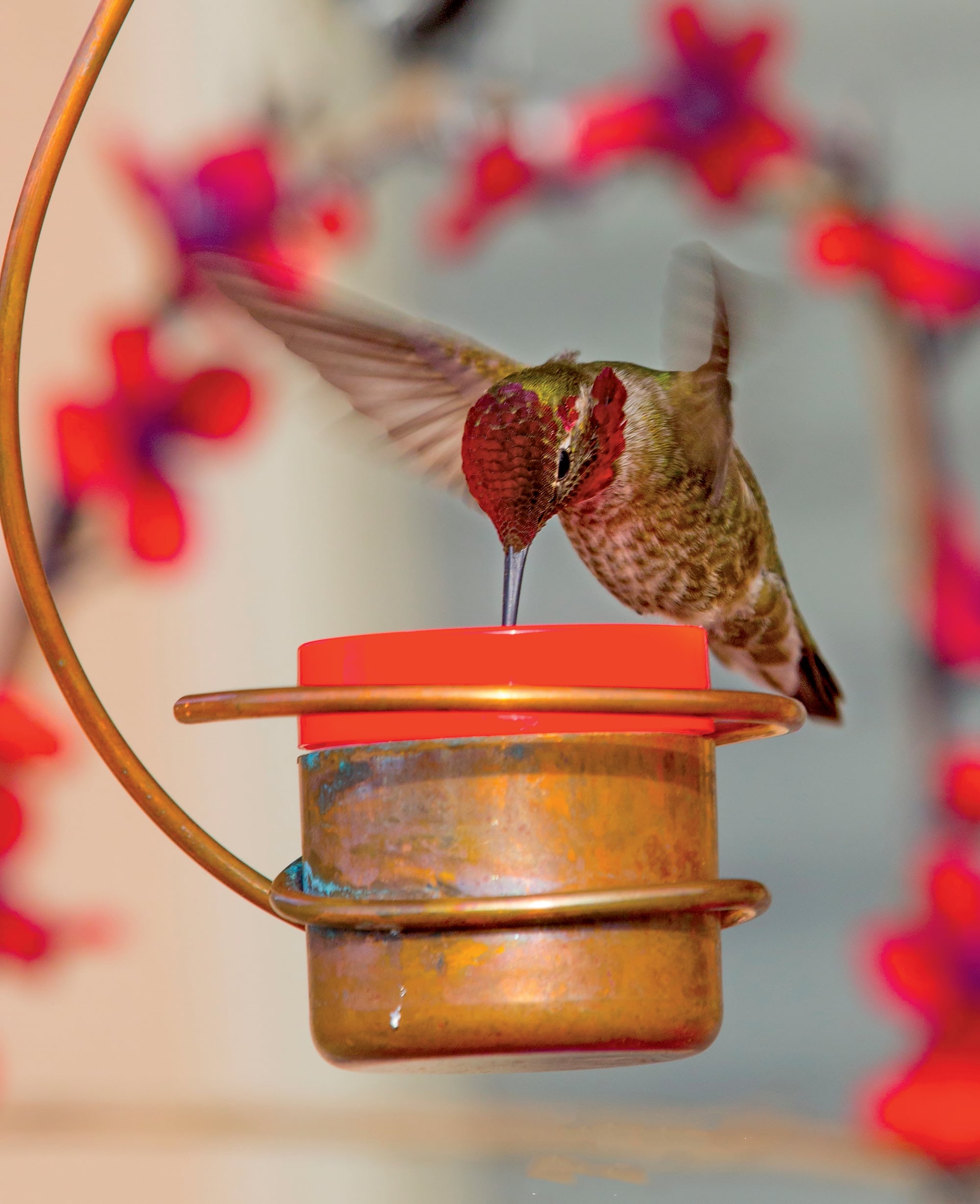 Modern top hummingbird feeder