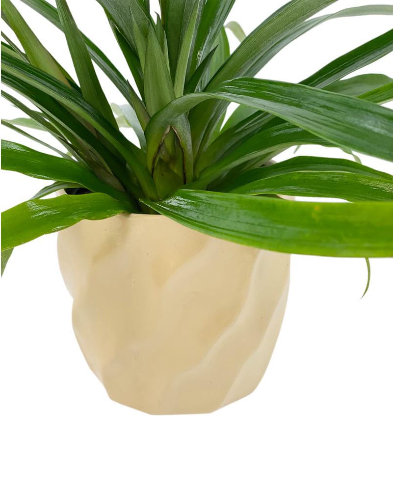 Home Depot Will Deliver Pineapple Plants to Your House POPSUGAR Home