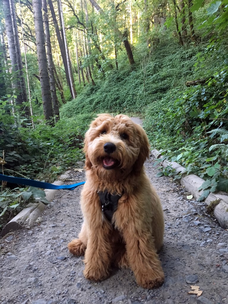 Cute Pictures of Goldendoodles