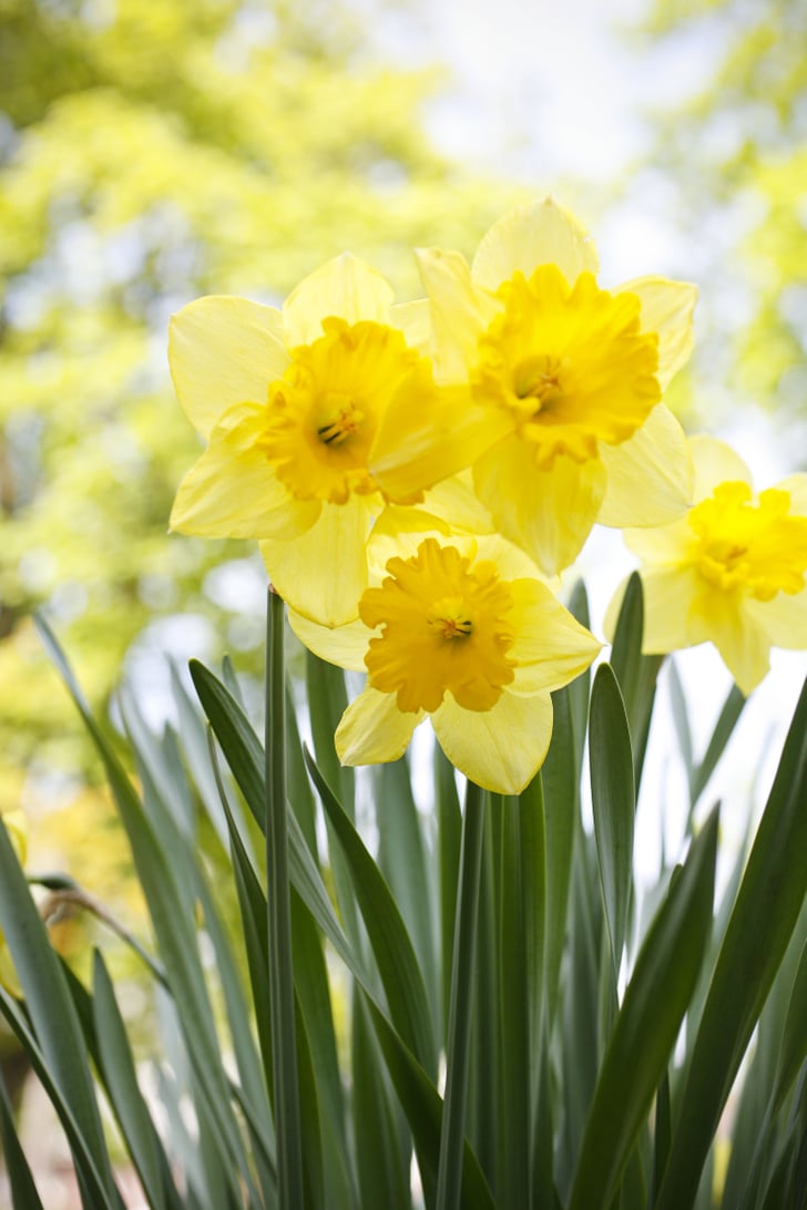 March Daffodil What Are Birth Flowers? POPSUGAR Home Photo 4