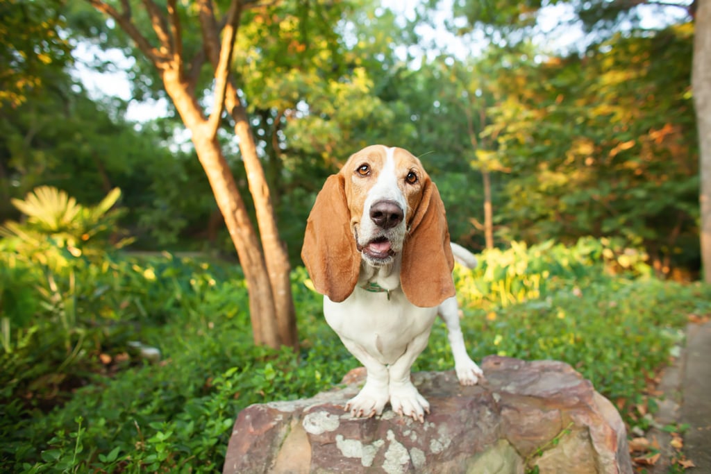 Cute Pictures of Basset Hounds