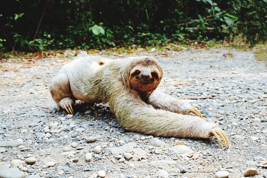 Hug a Sloth in Costa Rica