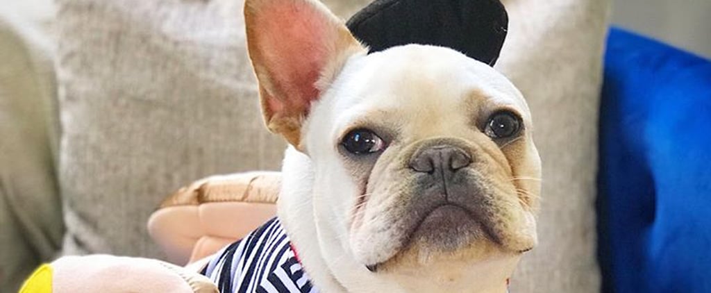 Dogs in Halloween Costumes