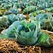 Fall Vegetable Gardening Tips
