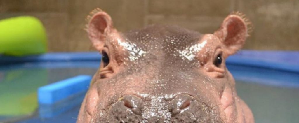 Fiona the Hippo Adorable Photos on First Birthday