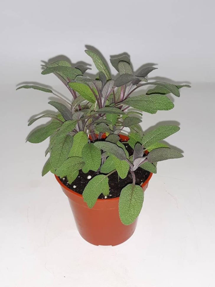 Sage Plant How to Keep Bugs Out of the Garden POPSUGAR Home UK Photo 39