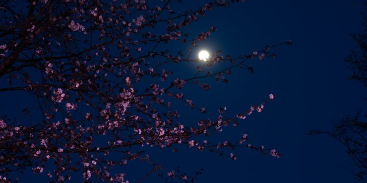 Pink Moon April 2022 Spiritual Meaning | POPSUGAR Smart Living