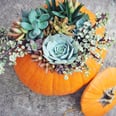 You'll Never Carve a Jack-O'-Lantern Again After Seeing These Chic Succulent Pumpkins