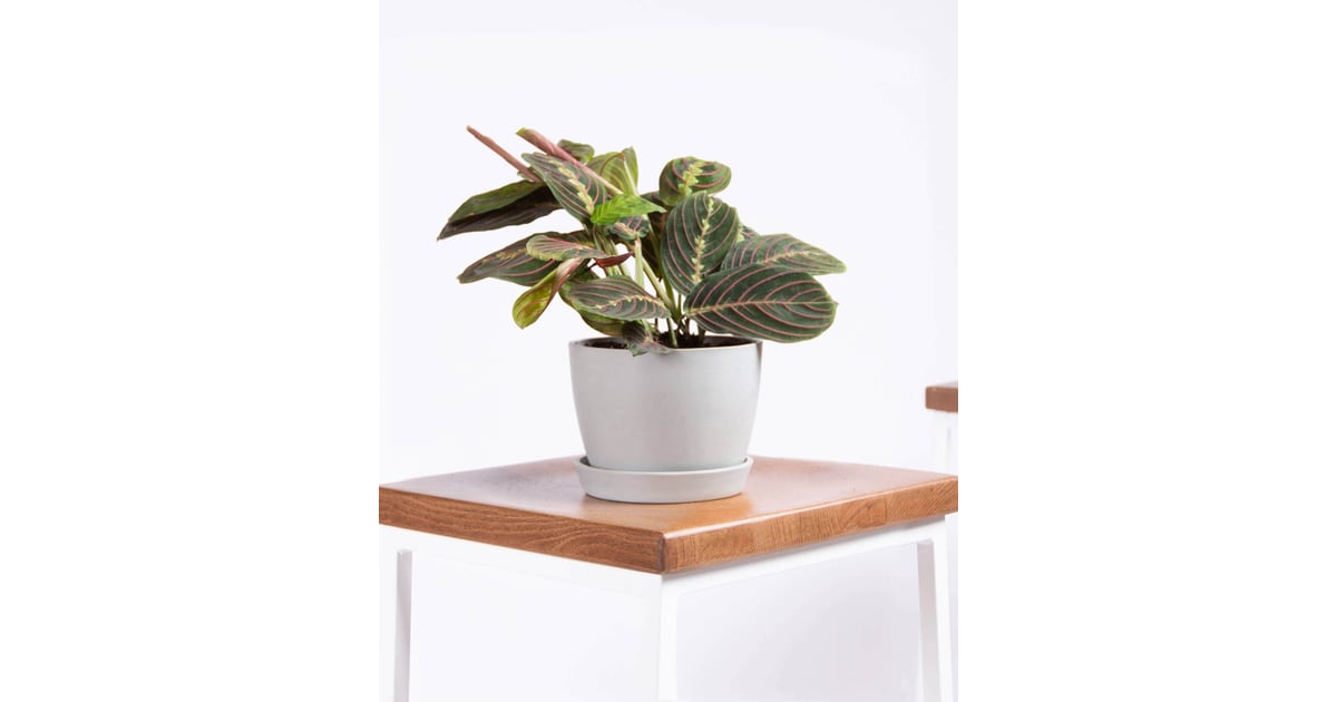 Potted Red Prayer Plant, Maranta Best Indoor Plants For Dorms