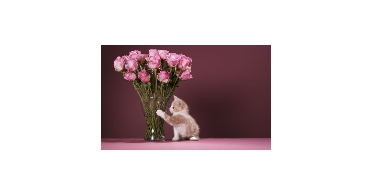 How to Dry Flowers With Kitty Litter POPSUGAR Pets